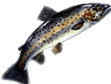 La pesca al tocco di Pescaok