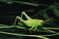 Esche per pesca, insetti, foto