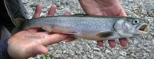 Salmerino alpino al lago di Tovel