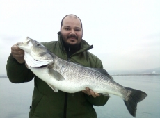 Spigola scogliere Duino 10 kg