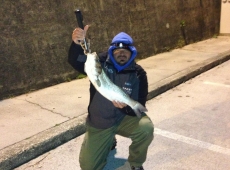 Spigola pescata sul fiume Valentinis Monfalcone (go)