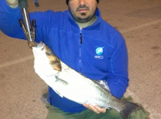 Spigola pescata sul fiume Valentinis Monfalcone (go)
