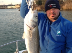 Spigola pescata sulla foce del fiume Timavo