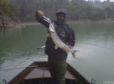 Luccio pescato in Veneto nel lago di Santa Crocie