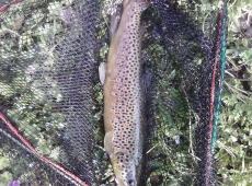 Trota fario del sile