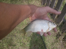 Il primo pesce... va premiato.