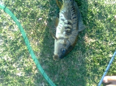Carpa specchi Crcore