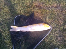 carpa koi a crcore