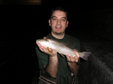 Ibrido Marmorata Brenta