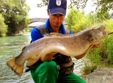 Ibrido trota 4,650 kg