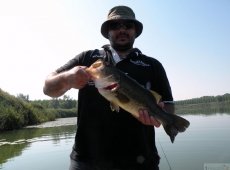 Black bass Udine