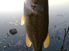 black bass 1Kg spinning