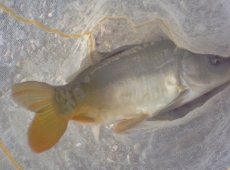 carpa laghetto dei rumacchi a roccastrada