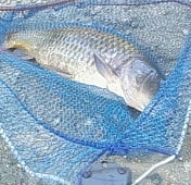 Carpa pescata a Elsa (Siena)