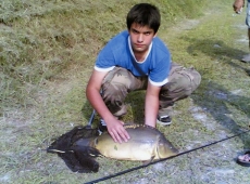 Carpa specchio 7.5 kg