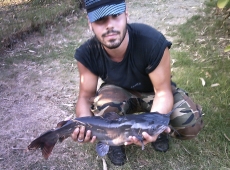 pesce gatto americano lago domitio (na)