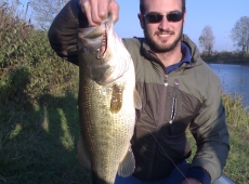Black Bass da 2,5 kg circa 50 cm