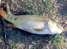 Carpa a specchio