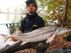 Storione 16 kg, Laguna Blu, Verona