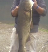 Che pesce è?
