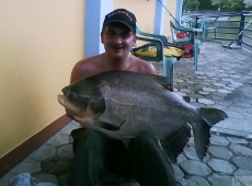 Cachama da 17 kg