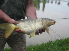 Carpa presa nel laghetto "Due laghi" a Legnago (Verona)