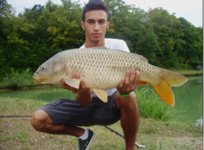 Carpa regina ad Ascoli Piceno