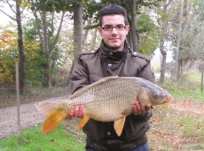 Carpa regina