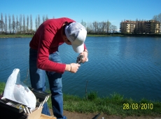 Trote nel laghetto azzurro di Peschiera Borromeo
