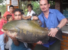 Cachama da 28 kg