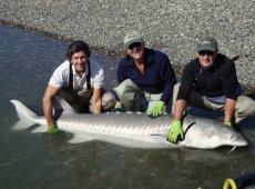 Storione pescato in Canada
