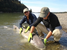 Storione 170 kg pescato in Canada