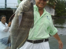 Pesce miraguaia pescato in Brasile
