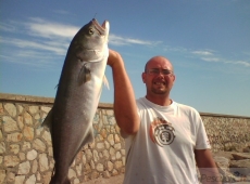 Pesce serra Terracina (LT)