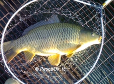Carpa Lago Arcadia a Pontirolo