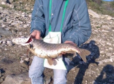 Luccio lago di Campotosto