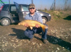 Carpa Regina