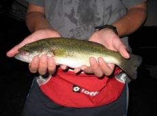 Black Bass , Stefano