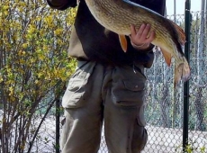Luccio Kg 7,6 Lago Salto