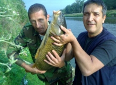 Carpa pescata in Arno.