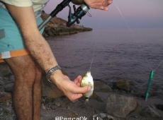 Opa in sardegna