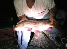 Carpa di 4,5 kg
