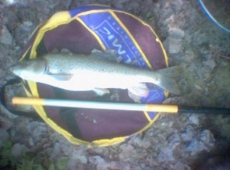 Foto di un barbo