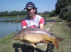 Carpa Specchio