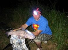 Pesce Gatto 4kg