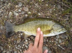 Un bel black bass