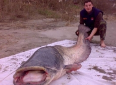 Siluro 250cm 100kg