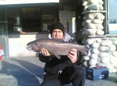 Trota Iridea 3kg