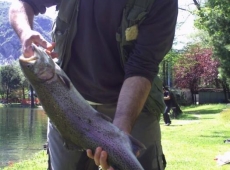 Trota Salmonata da 3.750 kg