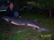 Storione 70 kg lago di bagnolo prato po